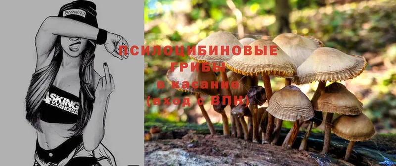 mega ТОР  Щёкино  Псилоцибиновые грибы Psilocybine cubensis  как найти наркотики 